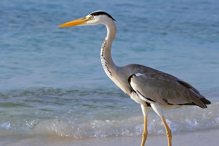 heron on coast